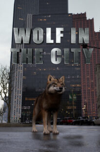 wolf-in-the-city 5